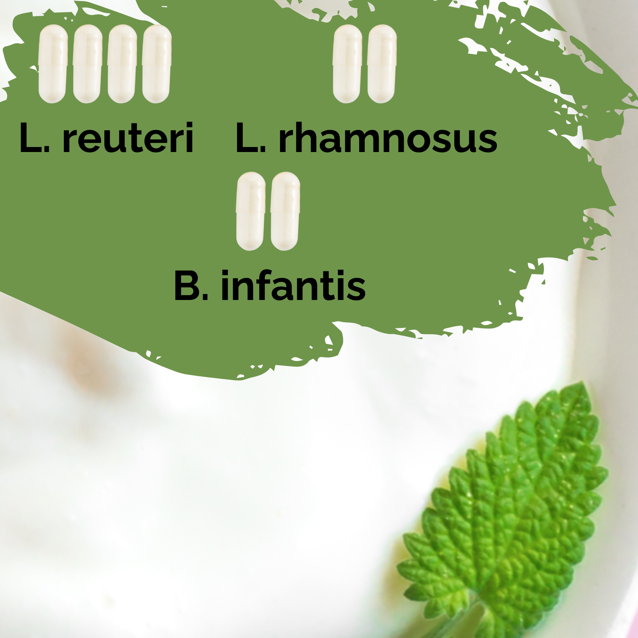L. reuteri + L. rhamnosus + B. infantis | Ensemble de démarrage pour yaourt | Intestin heureux | Cultures de démarrage | Pack de 3