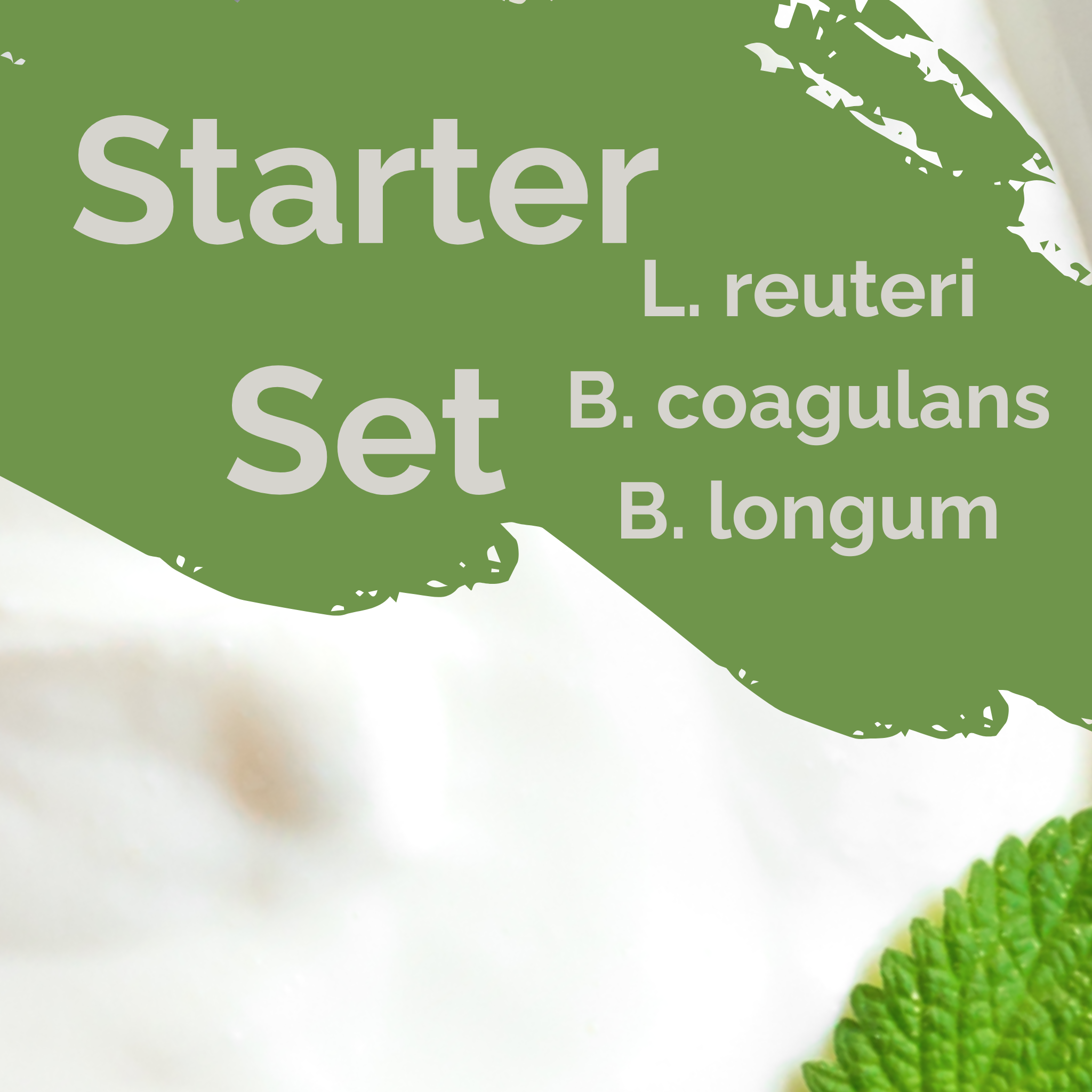 L. reuteri + B. coagulans + B. longum | Joghurt Starter Set | SIBO | Starterkulturen | 3er-Packung