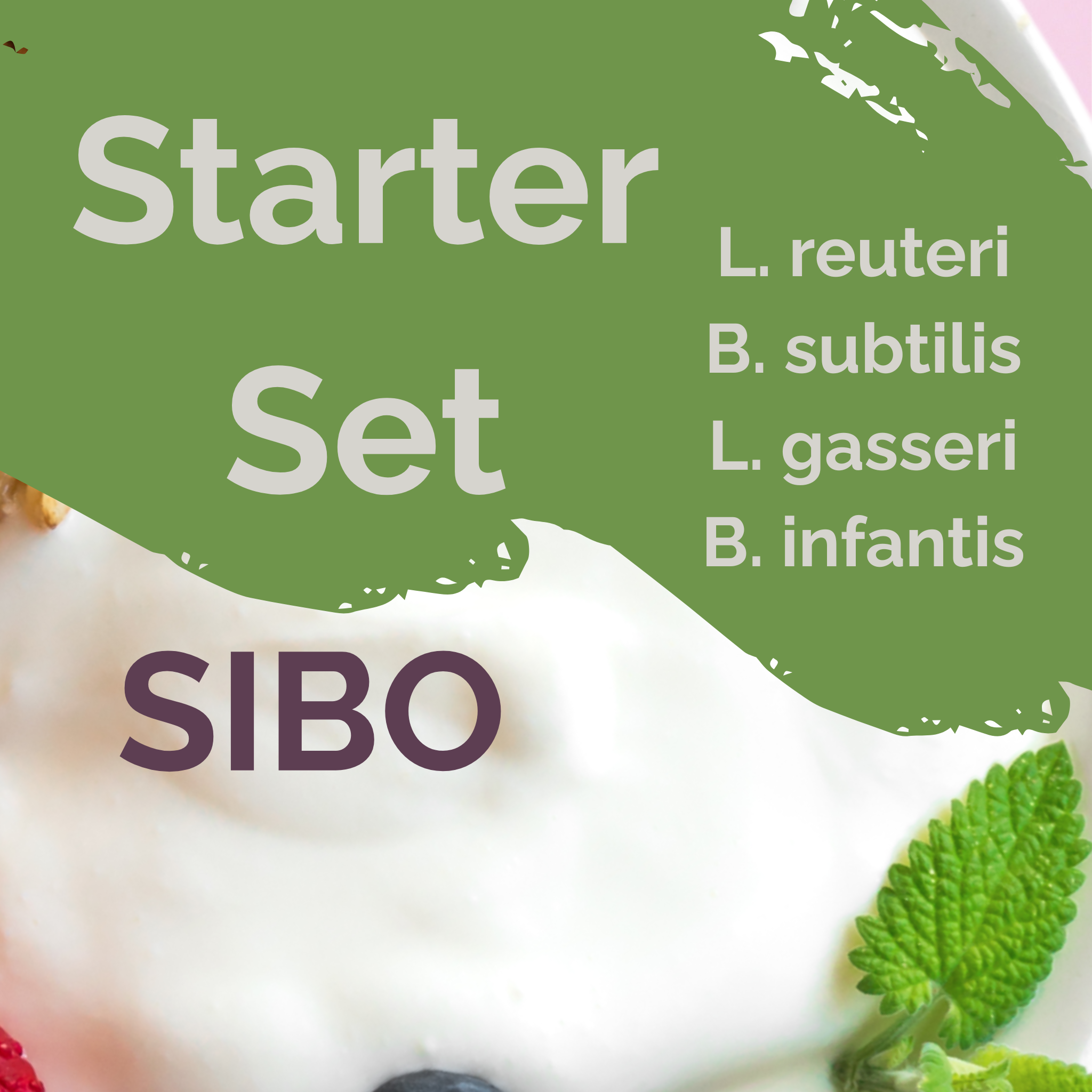 L. reuteri + B. subtilis + L. gasseri + B. infantis | Joghurt Starter Set | SIBO Stabil | Starterkulturen | Packung mit 3